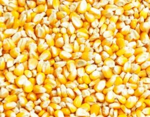 Maíz Amarillo Argentino - granos amarillos brillantes vistos en gran volumen, importado por INTIGRAINS COMPANY