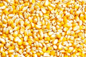 Maíz Amarillo Argentino - granos amarillos brillantes vistos en gran volumen, importado por INTIGRAINS COMPANY