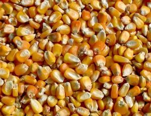 Maíz Amarillo Nacional - granos con color más oscuro y profundo, producido en Perú