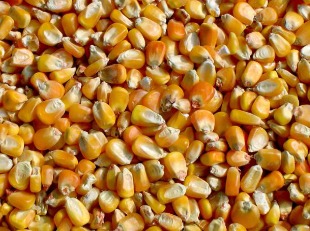 Maíz Amarillo Nacional - granos con color más oscuro y profundo, producido en Perú